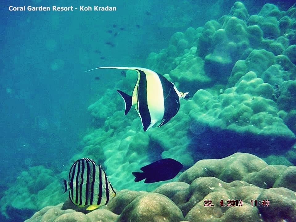 Coral Garden Resort Đảo Đảo Koh Kradan Ngoại thất bức ảnh